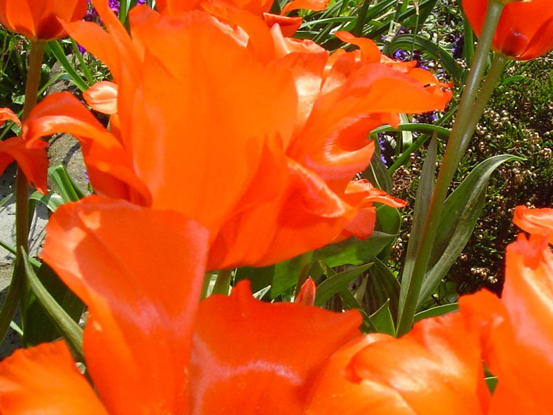 Red Flowers